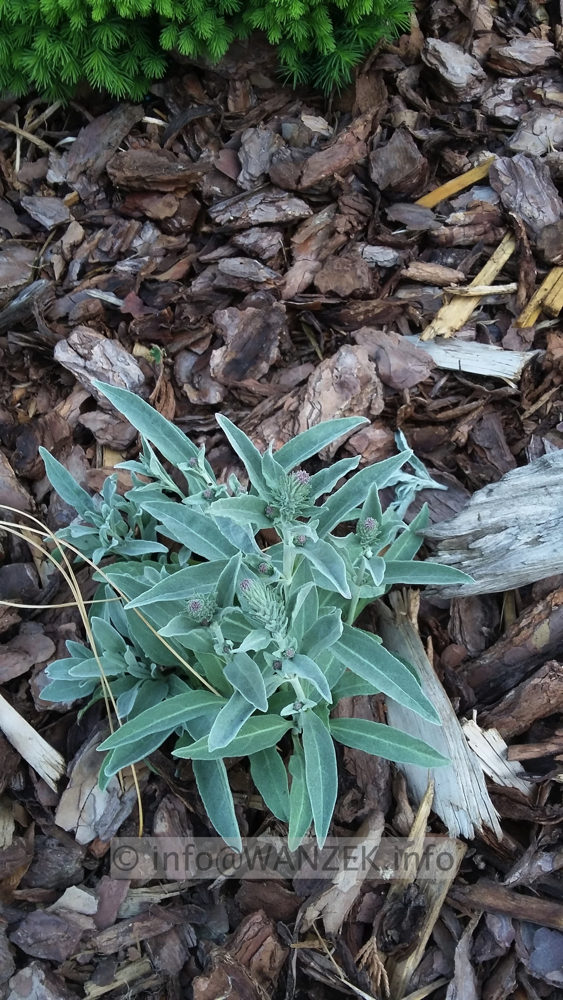 Veronica incana Silberteppich 02.jpg